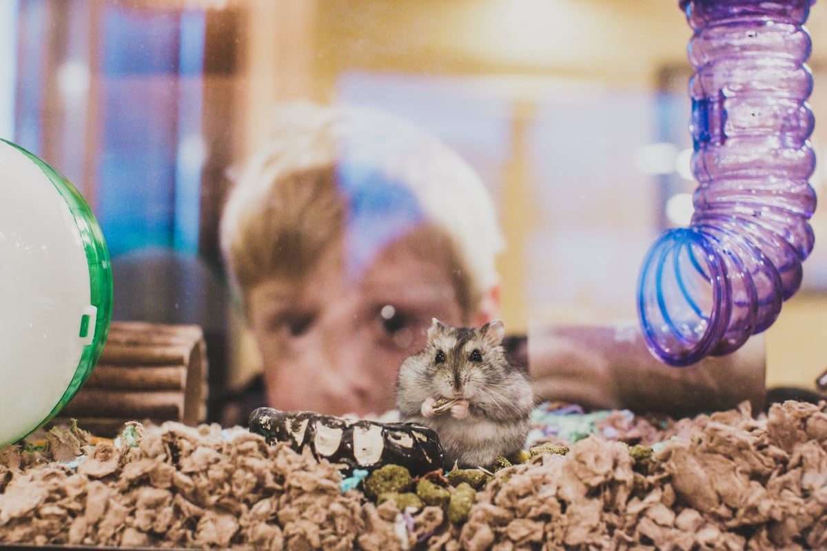 Child watching a hamster in its cage.