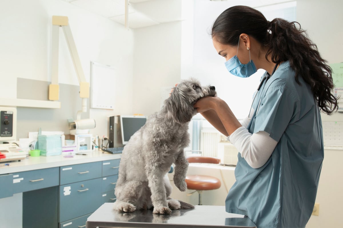 Here’s What Happens When You Apply for Pet Insurance With a Pre-Existing Condition