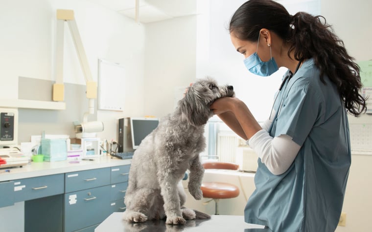 Dog being examined in vets office.