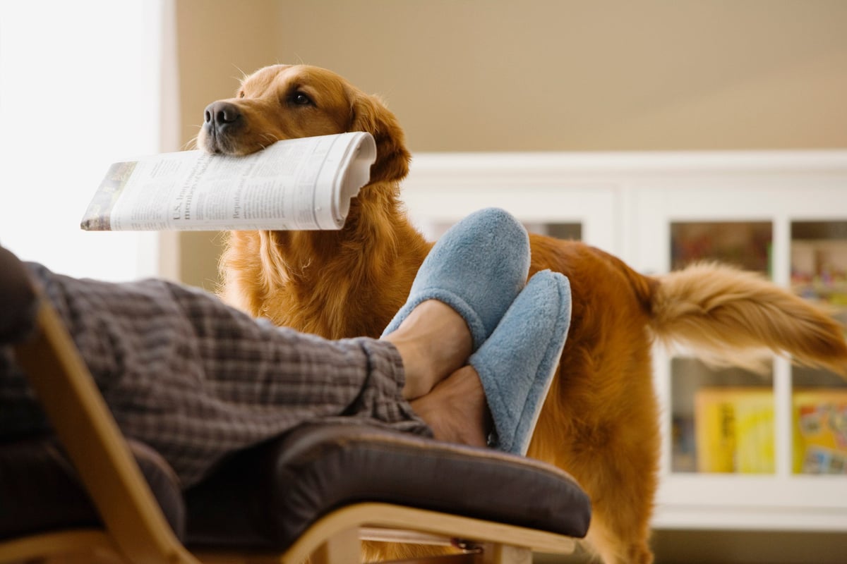 Pet Insurance plan Is an Absolute Have to in This Scenario Pet Insurance plan Is an Absolute Have to in This Scenario