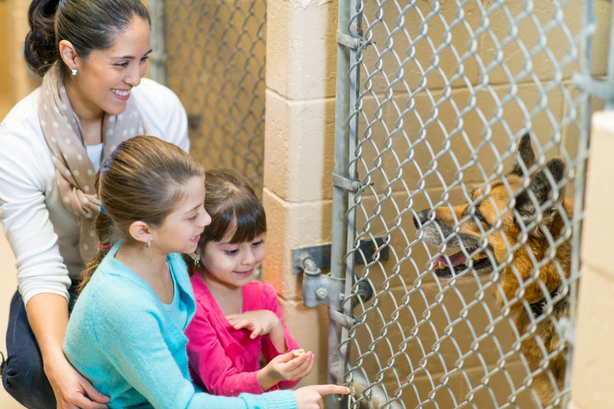 Must You Get Pet Insurance policy on a Rescue Pet dog?