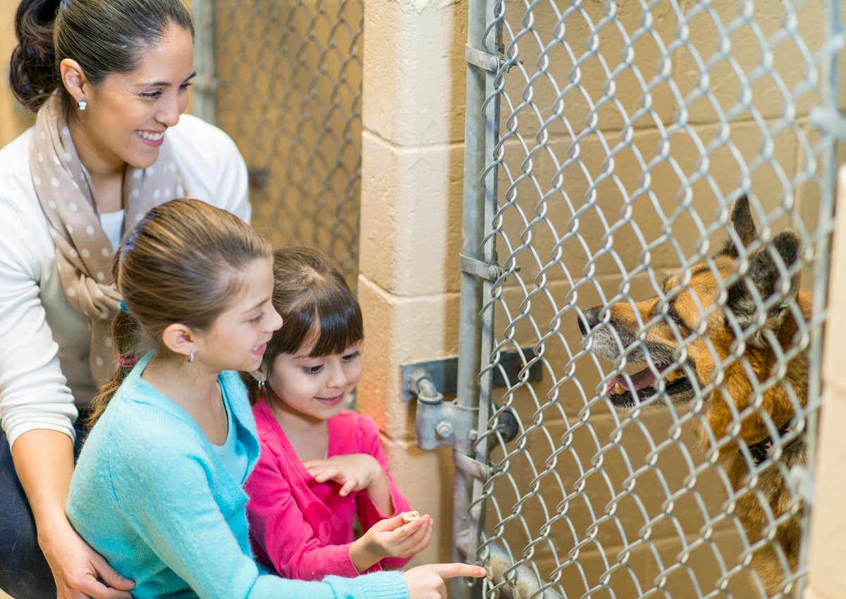 Family picking out a dog at the shelter.