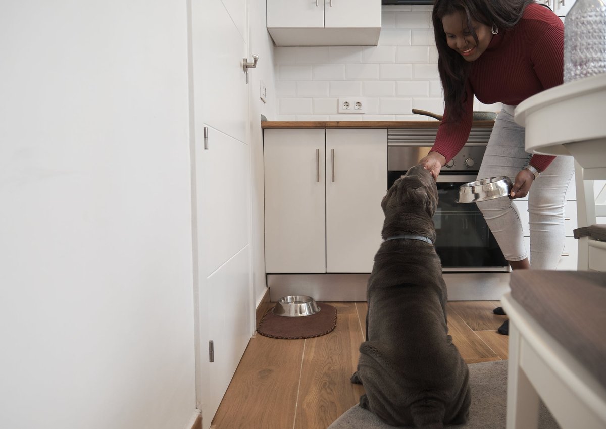 A young woman feeds her sharpei dog dinner in a bowl in her kitchen