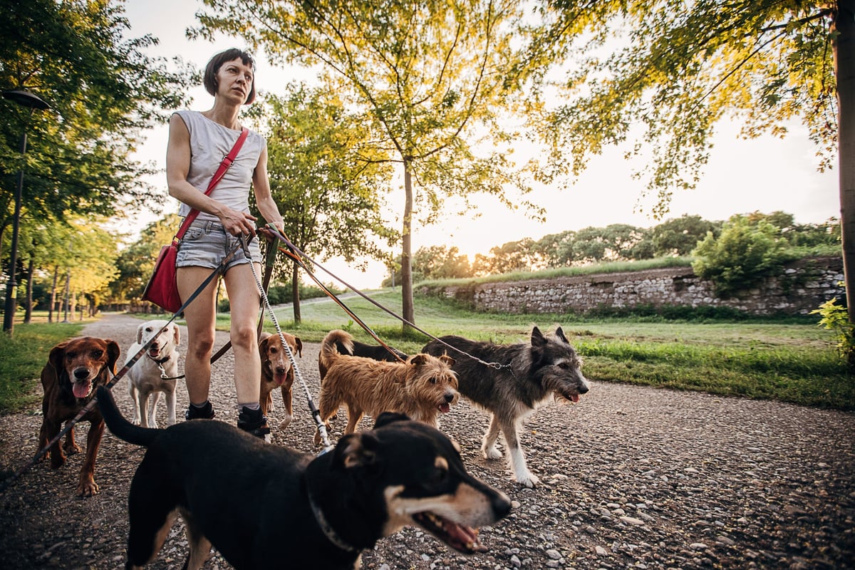 A person wearing headphones walks many dogs in a park.
