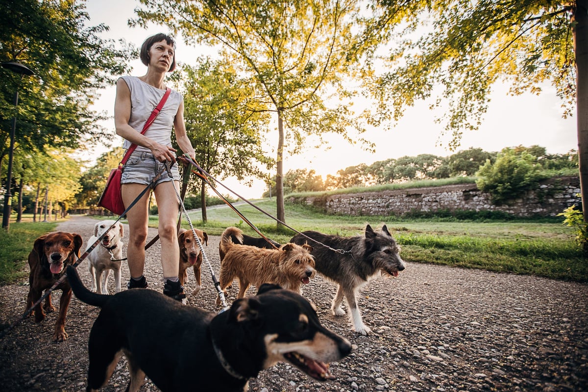 A person with headphones walks a lot of dogs in a park.