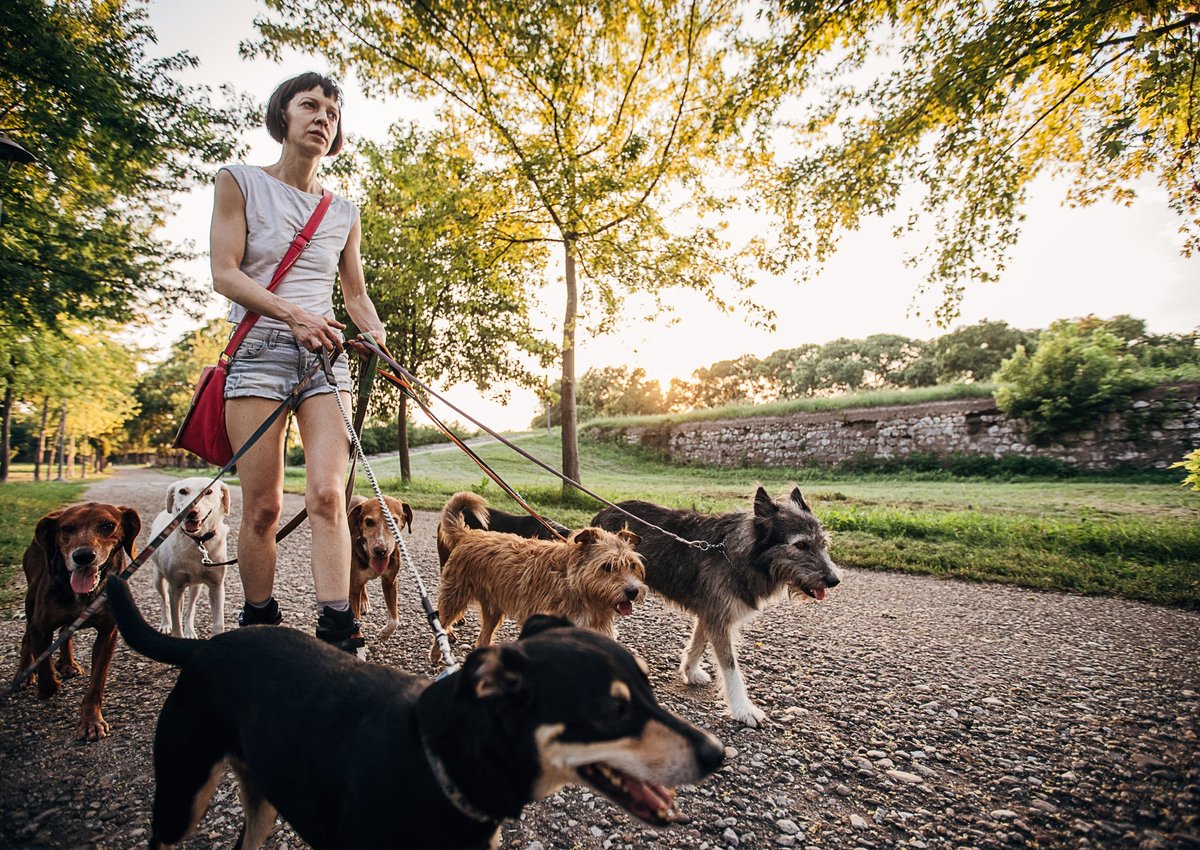 A person wearing headphones walks many dogs in a park.