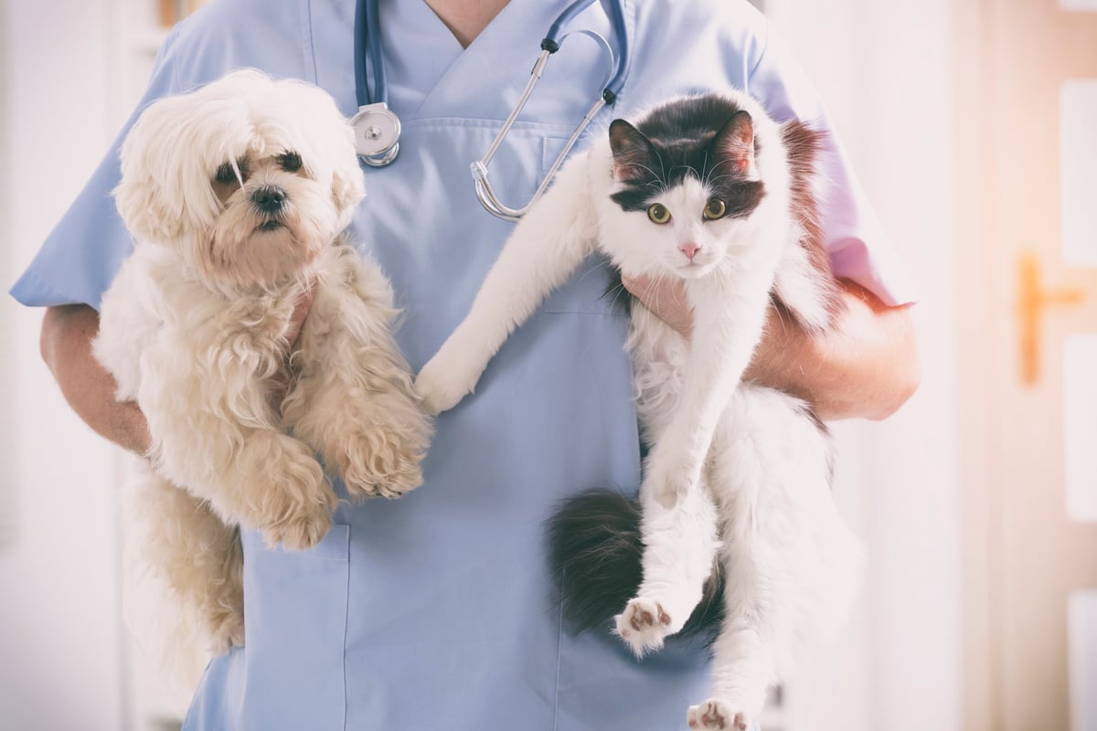 Vet holding a dog and a cat.