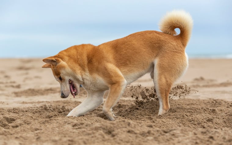 Shiba Inu dog digging a hole at the beach.