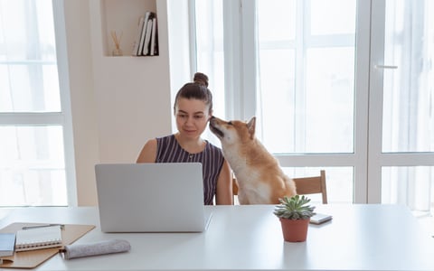 Shiba Inu dog giving owner a sniff while she uses laptop