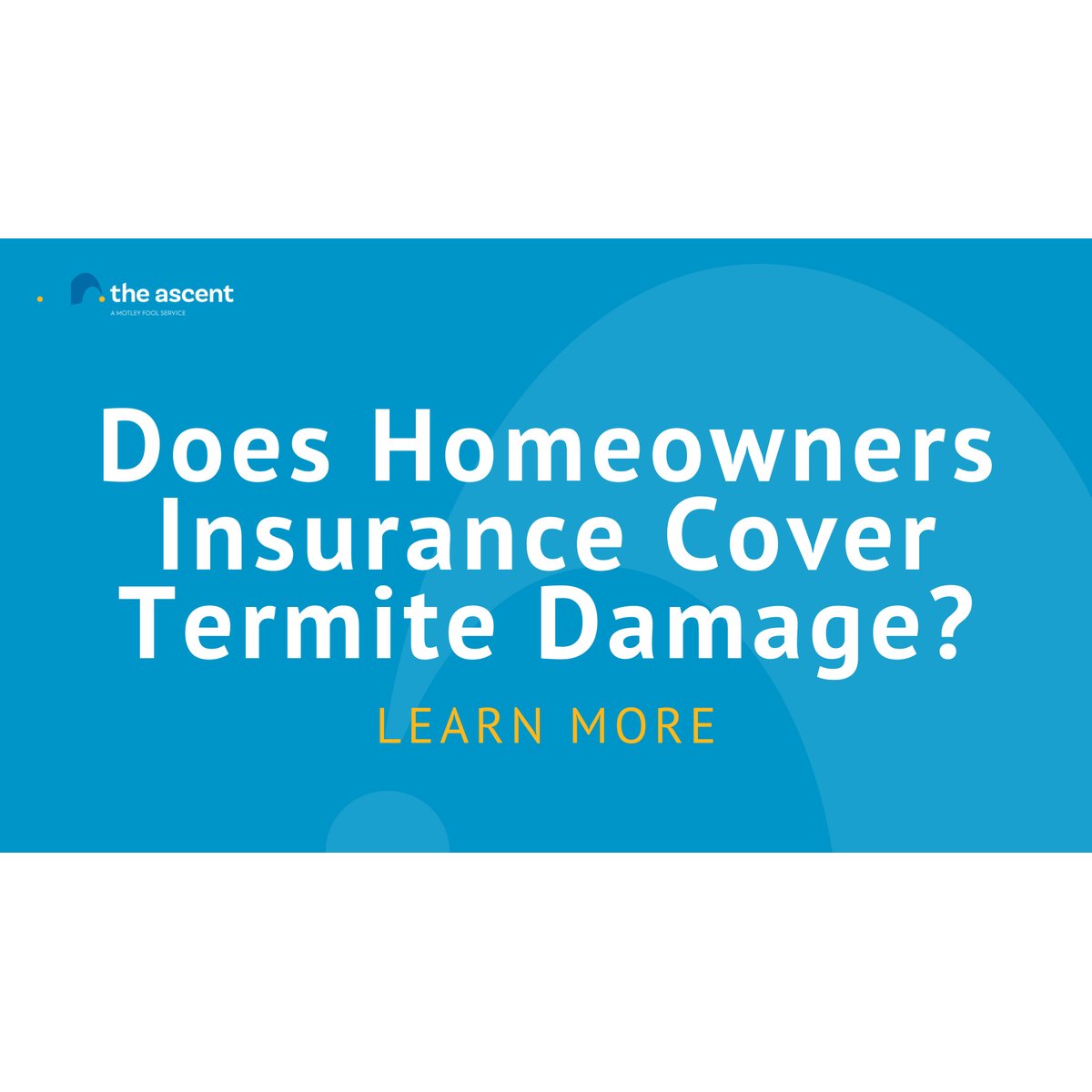 Does Householders Insurance coverage Cowl Termite Injury? Does Homeowners Insurance Cover Termite Damage?