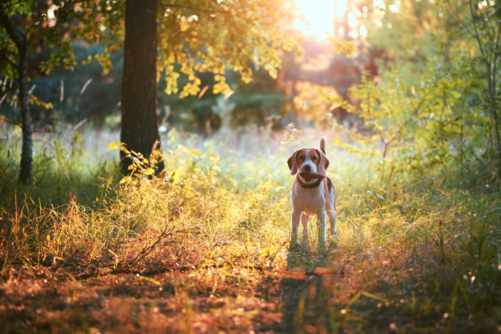 A beagle holding a stick in its mouth and standing in a sunny forest.