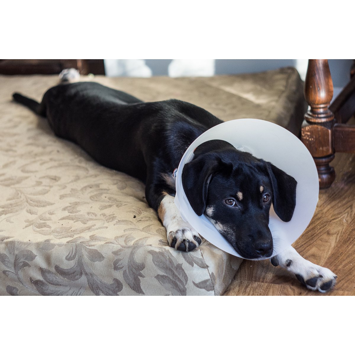 Need to You Invest in Pet Insurance coverage in 2023? Need to You Invest in Pet Insurance coverage in 2023?