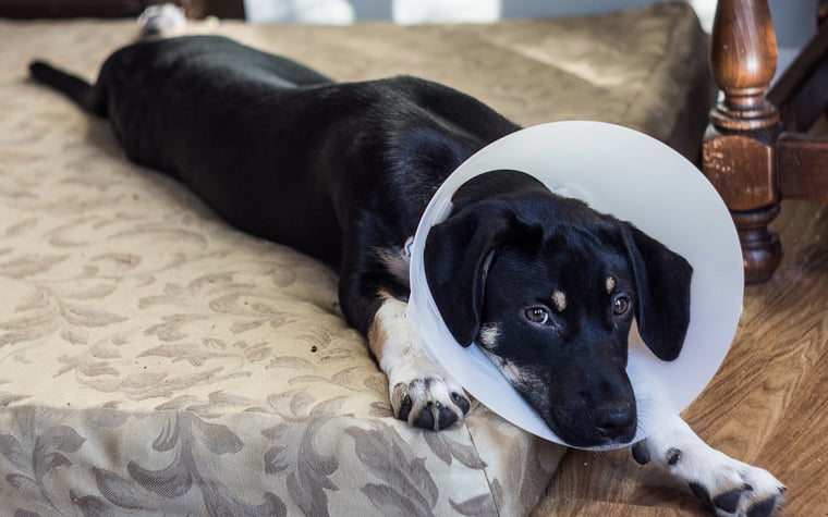 A sad dog lying on a bed and wearing a cone.