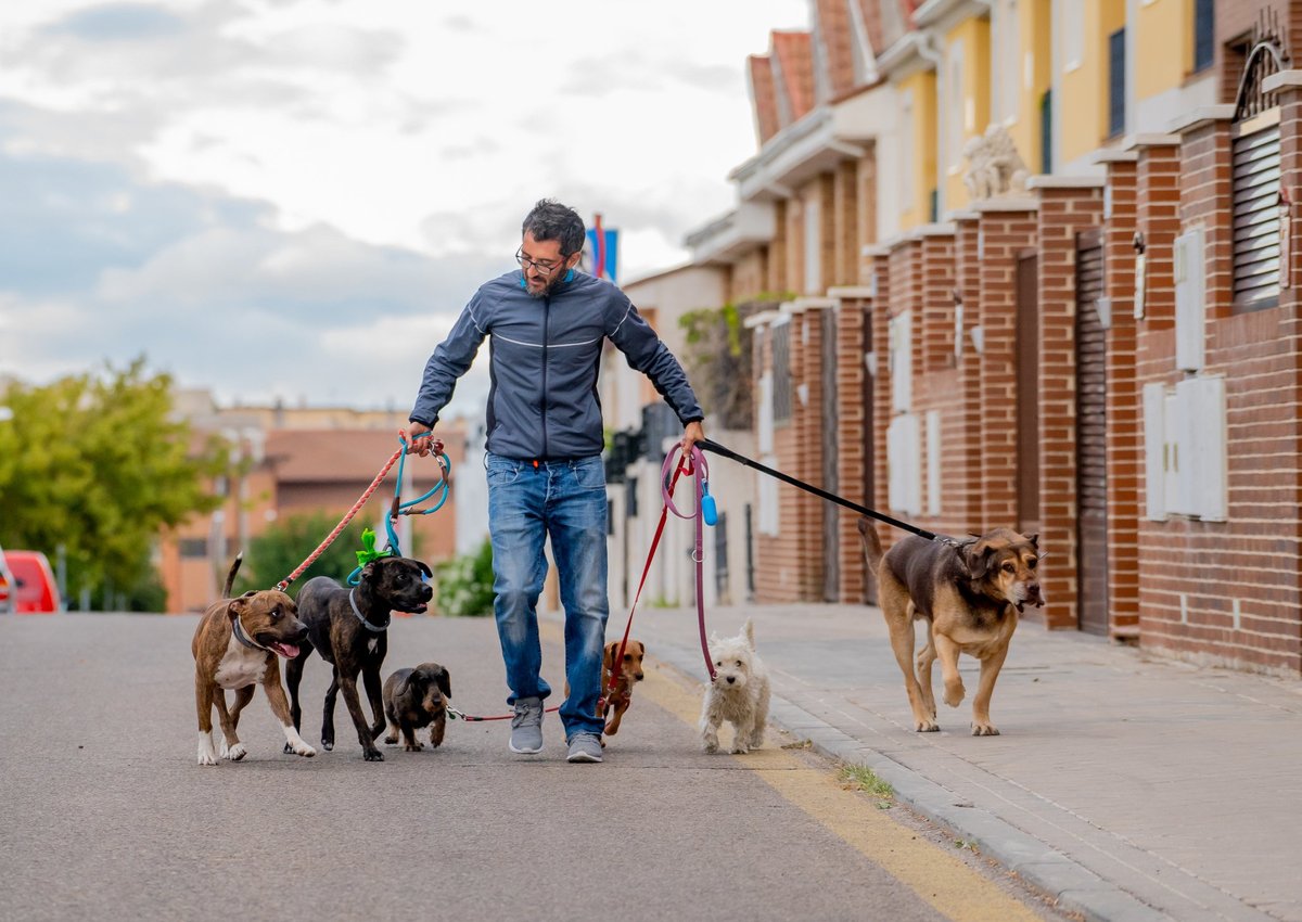 A man walks several dogs on leashes in the street.
