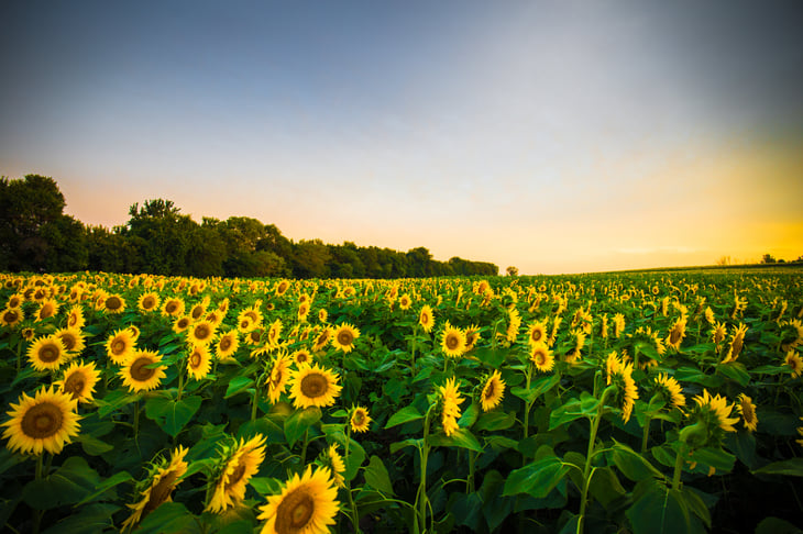 Sunflower field in eastern Kansas.