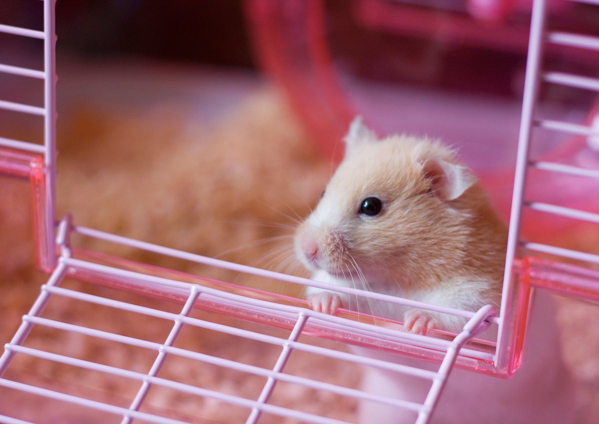 A hamster peeking out the door of its cage.