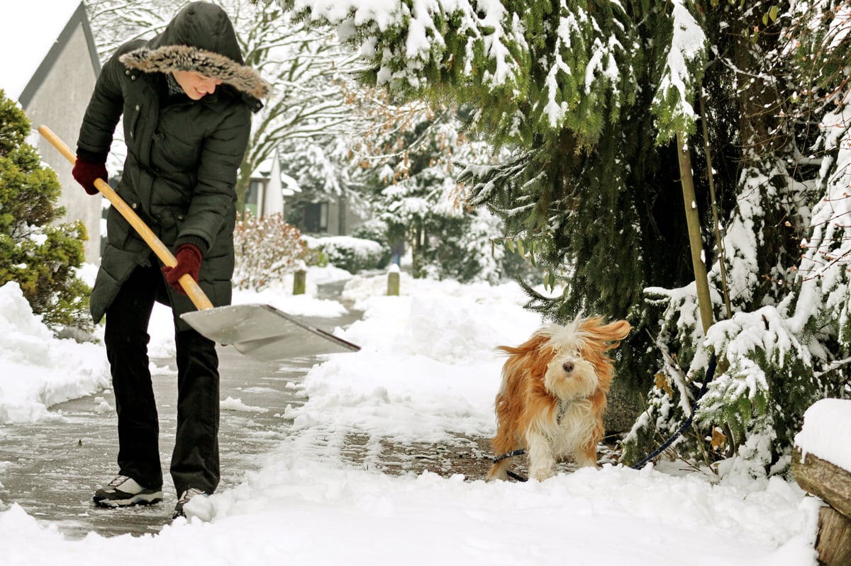 A person shoveling snow off their sidewalk with their dog next to them.