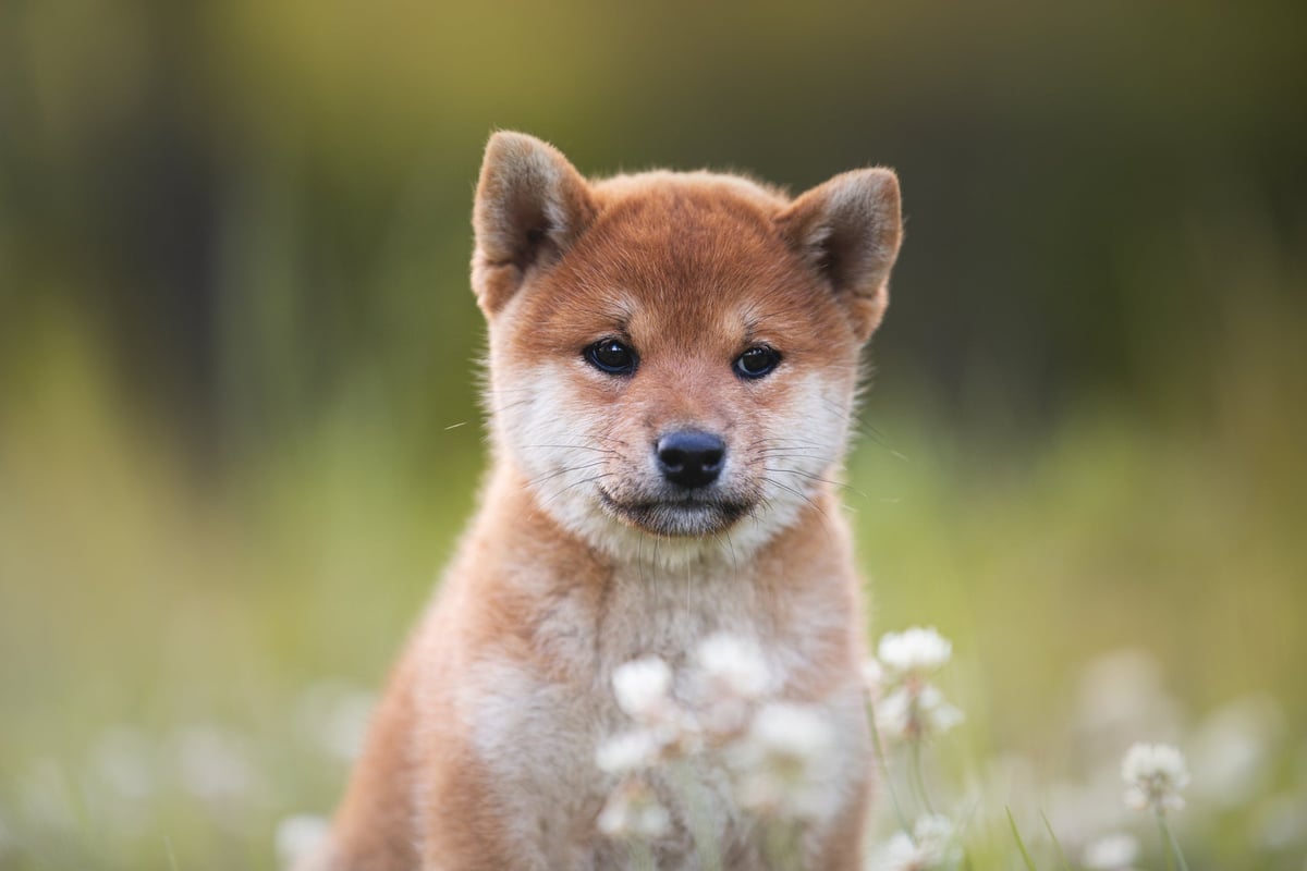 A shiba inu puppy sitting in a grassy field with wildflowers.