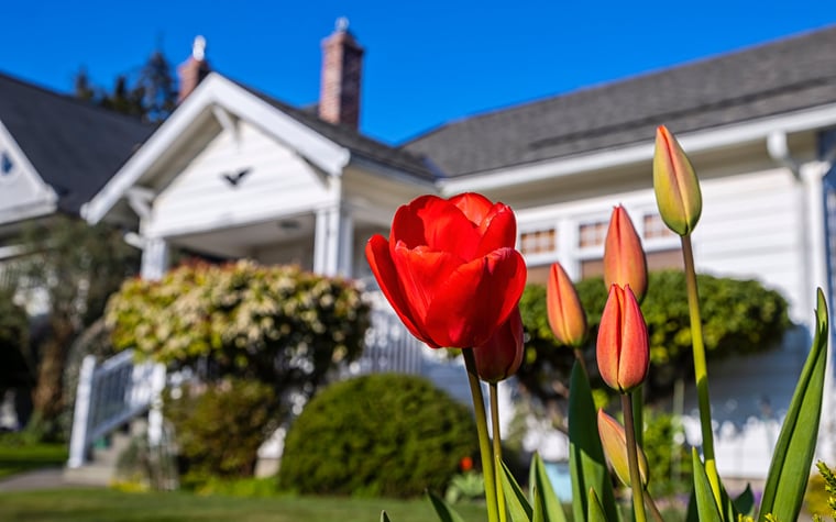 A sunny yard in front of a house with tulips blooming.
