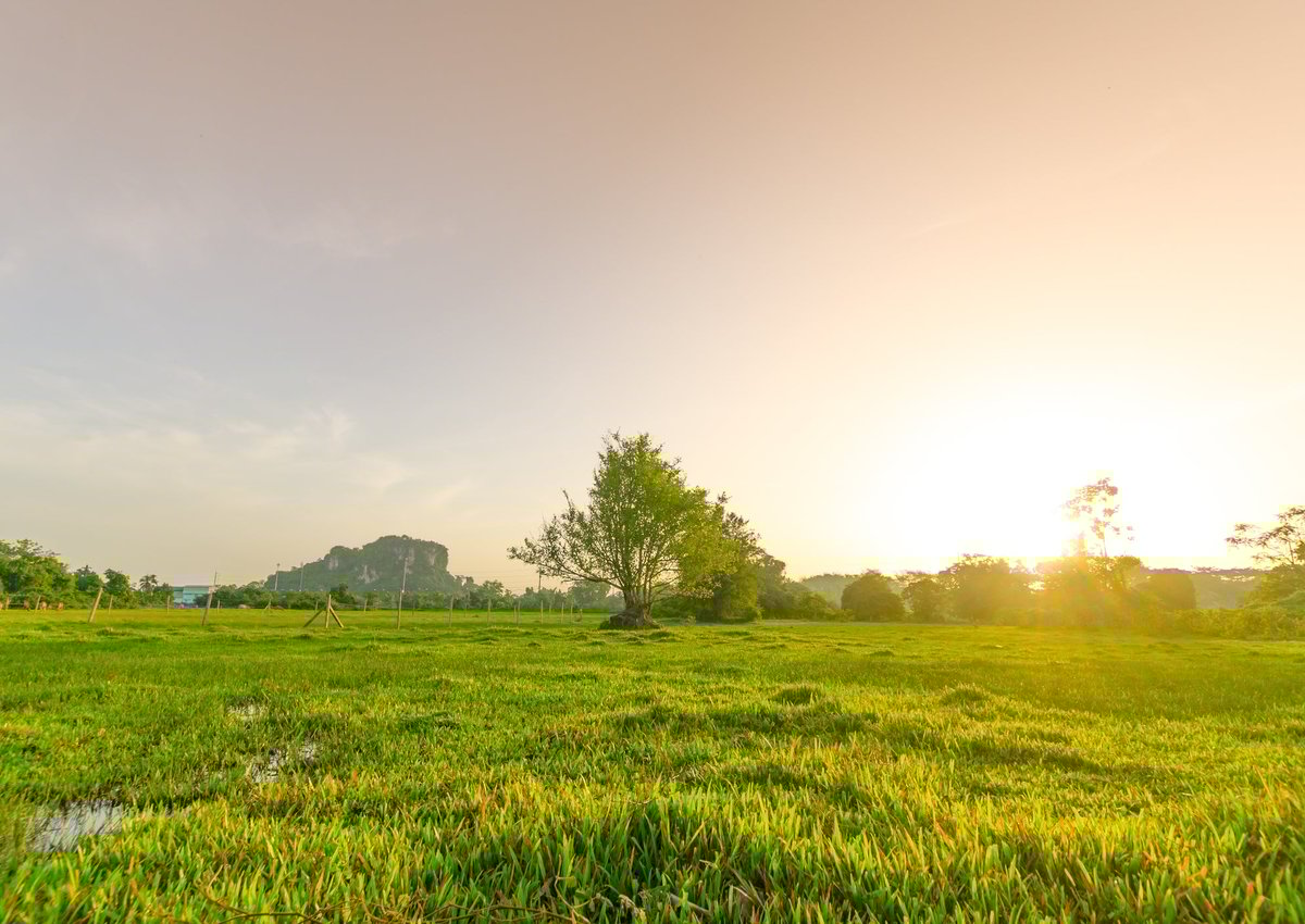 A sunny vacant property filled with grass and trees.
