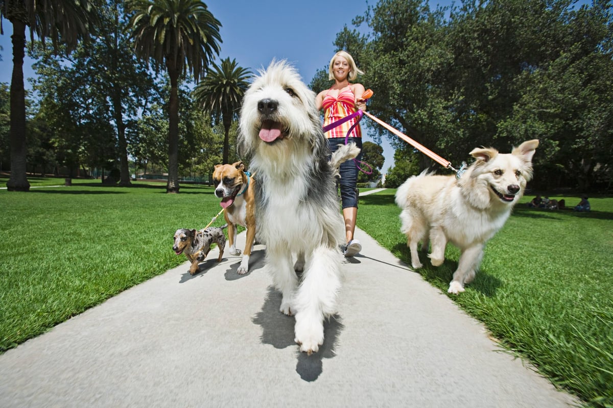A woman walks a bunch of dogs.