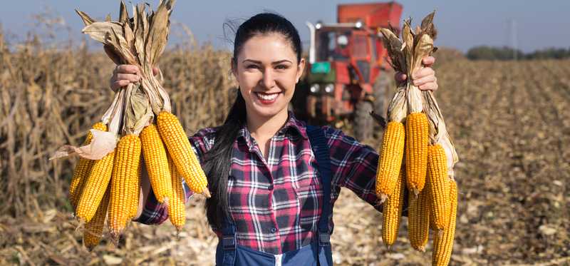 Person holding ears of corn on farm.