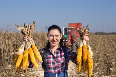 Person holding ears of corn on farm.