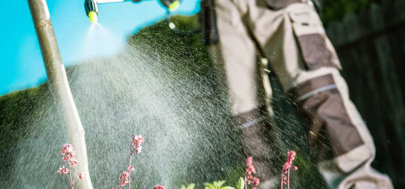 Person spraying outdoor plants with a solution.
