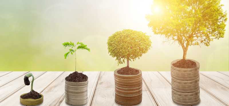 Tree growing from seedling.