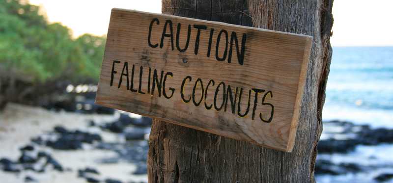 Danger sign for falling coconuts.