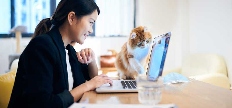 Woman on laptop as cat reaches for it with paw