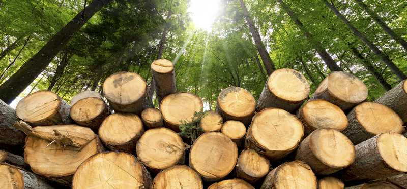 Fresh-cut logs in a healthy forest.
