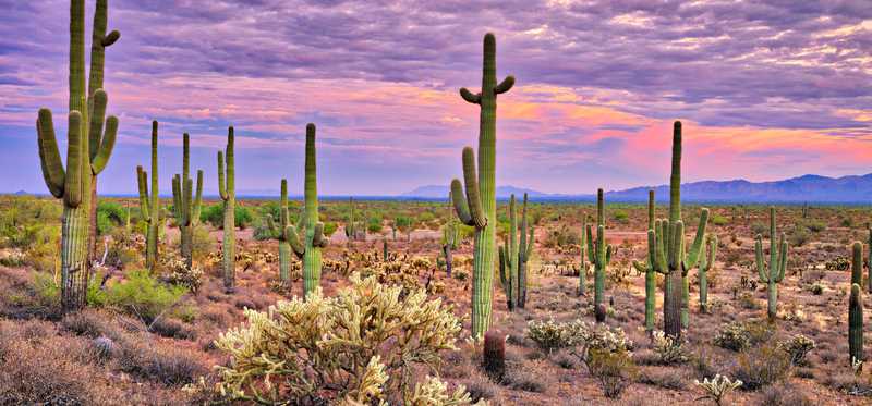 Cacti in sunset.