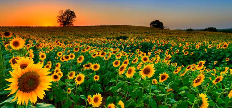 field of sunflowers at sunset in Kansas