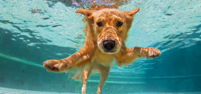 Dog swimming underwater.