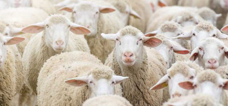 A herd of sheep.