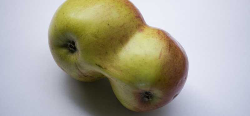 A conjoined pair of apples.