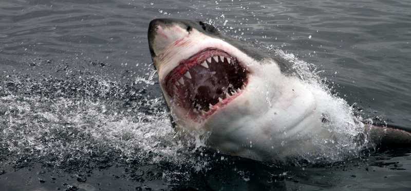 A shark breaching the water with jaws open.