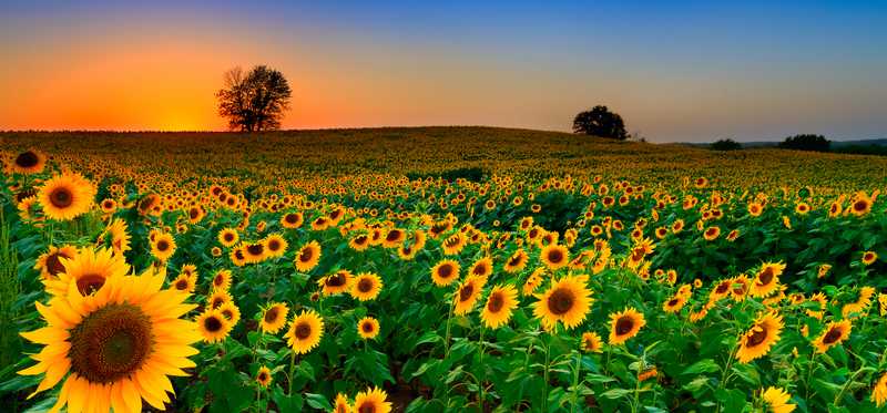 Rows of sunflowers in a field at sunrise