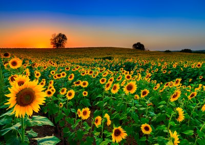 Rows of sunflowers in a field at sunrise