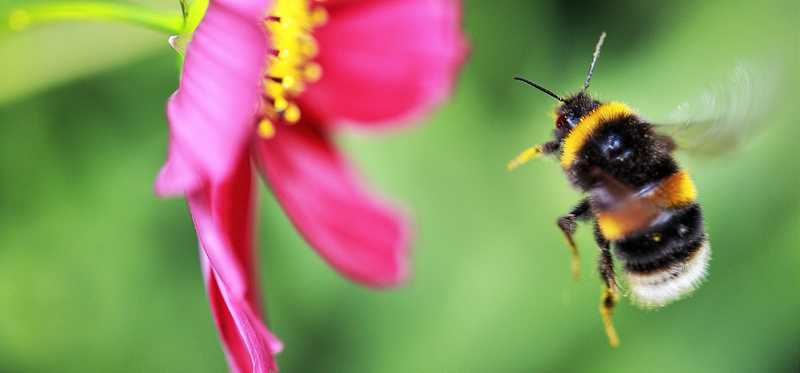 A bumble bee flies towards the center of a pink flower.