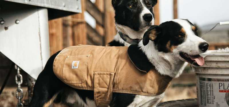 Dogs wearing Carhartt dog coat.