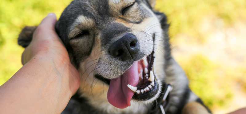 Person's hand petting a happy dog.