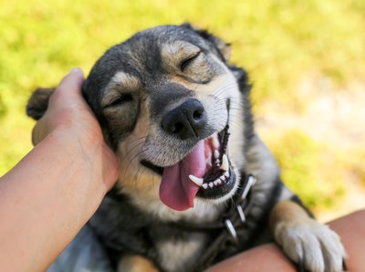 Person's hand petting a happy dog.