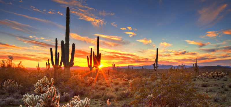 Cacti in an Arizona desert.