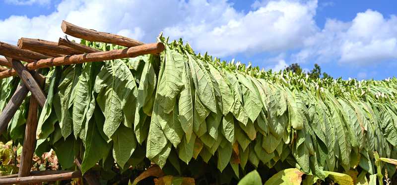 A tobacco field.