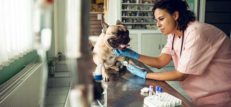A dog getting checked out by a veterinarian at an animal hospital.