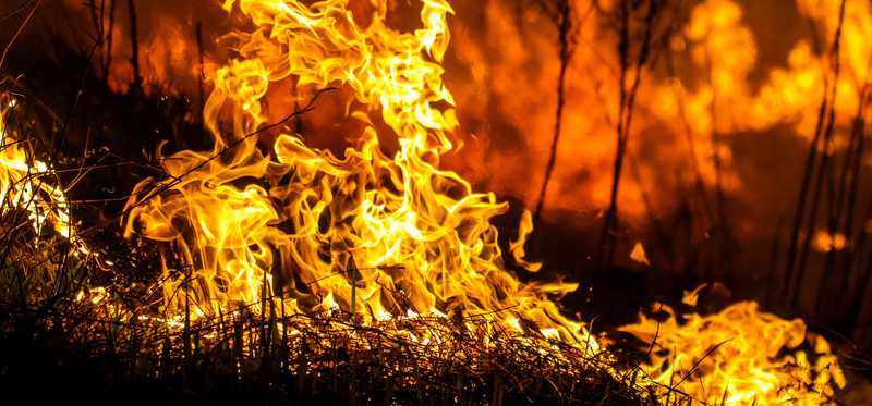 A forest fire.