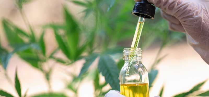 A gloved individual holding a full vial and dropper of cannabidiol oil in front of a hemp plant