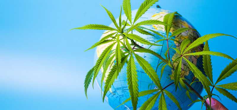 A person holding cannabis leaves in front of a globe of the Earth.